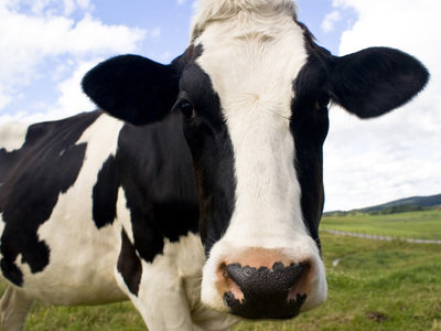 Na krawędzi nowego skandalu żywnościowego: gruźlica bydła w Zjednoczonym Królestwie