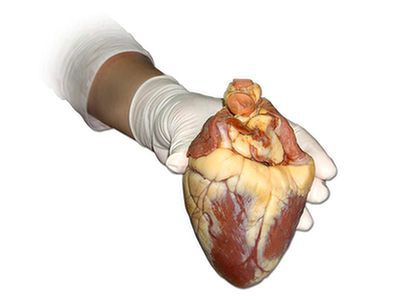Tkanka mięśniowa serca rozwija się wolniej u ludzi niż u innych ssaków