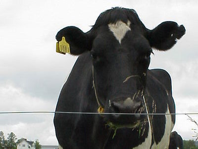 "Frankennaukowcy" chcą, aby genetycznie modyfikowane krowy produkowały mleko dla dzieci