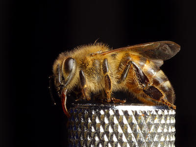 Użądlenie pszczoły: niespotykana chińska terapia