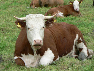 Krowy GMO rozwiązaniem dla alergii na mleko?