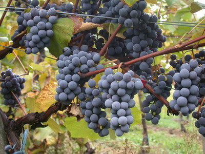 Winorośl właściwa  (Vitis vinifera)