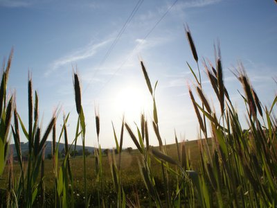 Herbicyd Roundup o wiele groźniejszy, niż przyznaje firma Monsanto?