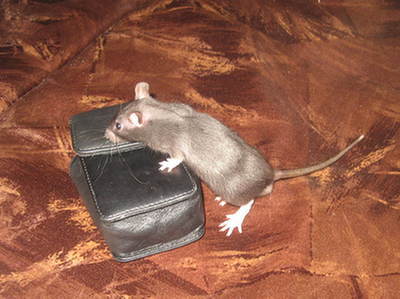 Doświadczenia na zwierzętach: koniec z myszami laboratoryjnymi?