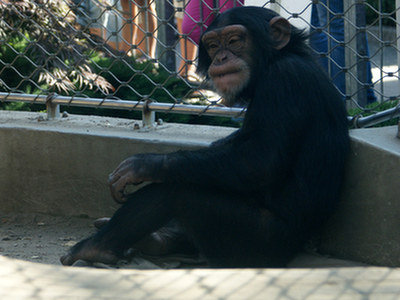 Człowiek i szympans: bardziej zaawansowane okablowanie, a nie tylko większy mózg