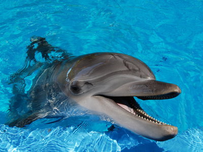 Na tropie inteligencji delfina