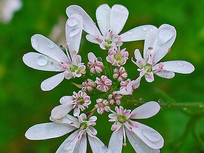 Kolendra  (Coriandrum sativum L.)