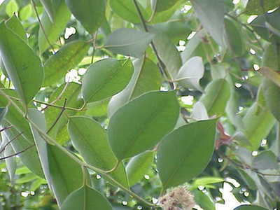 Eukaliptus gałkowy (Eucalyptus globulus)