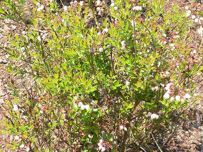 Borówka (Vaccinium myrtilloides)