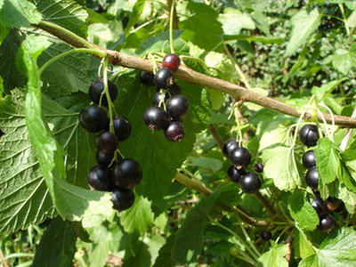 Czarna porzeczka (Ribes nigrum)