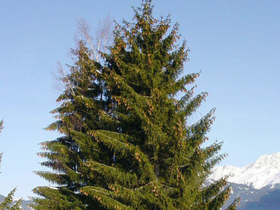 Świerk (Picea A. Dietr.)