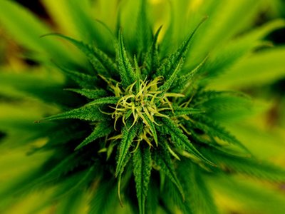 Marihuana terapeutyczna: pewna grupa prosi o zmiany w programie federalnym