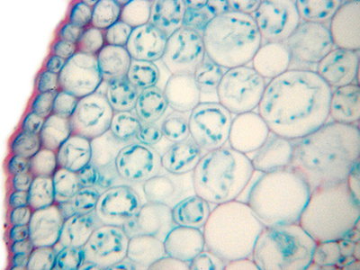 Nowe badanie znalazło związek między podziałem komórek i tempem wzrostu