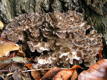 Grzybki shiitake i maitake