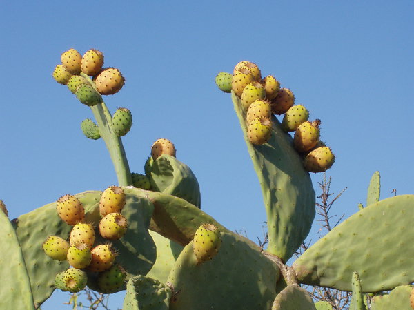 Roślina z Meksyku